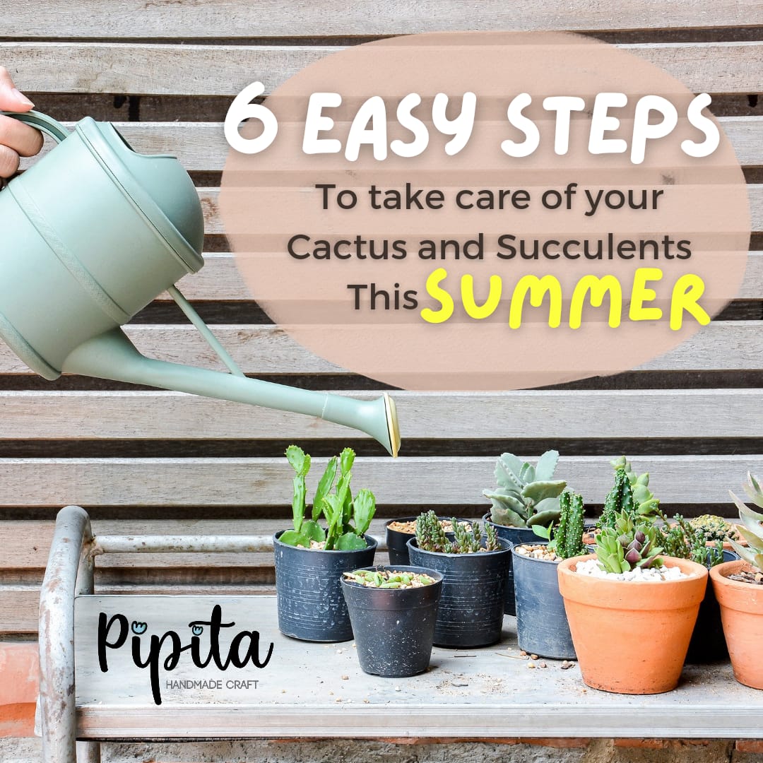 Caring for Your Cactus and Succulents in Summer: 6 Essential Tips
